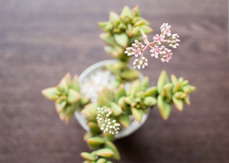 これ一つでインテリアがグッとお洒落に＊多肉植物サボテン3点ＳＥＴ