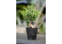 コミフォラ カペンシス | mana's farm:塊根植物・アガベ・ドライ