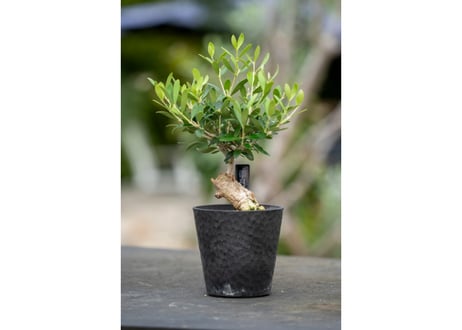 mana's farm:塊根植物・アガベ・ドライガーデン植物販売|マナズ