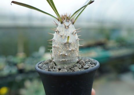 パキポディウム　カクチぺス　Pachypodium cactipes