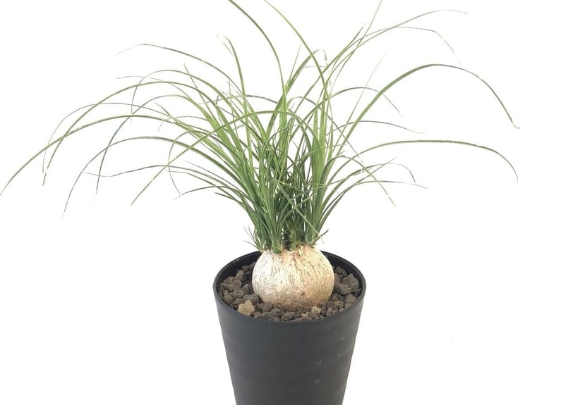 トックリラン ノリナ | mana's farm:塊根植物・アガベ・ドライガーデン