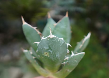 Agave titanota 白鯨 B NO.7