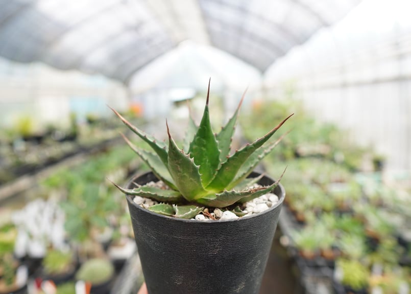 アガベ　値下げ！　大株　強棘　モンタナ 楽天市場】【現品・現物】【モンタナ 販売】希少な現地球！！アガベ