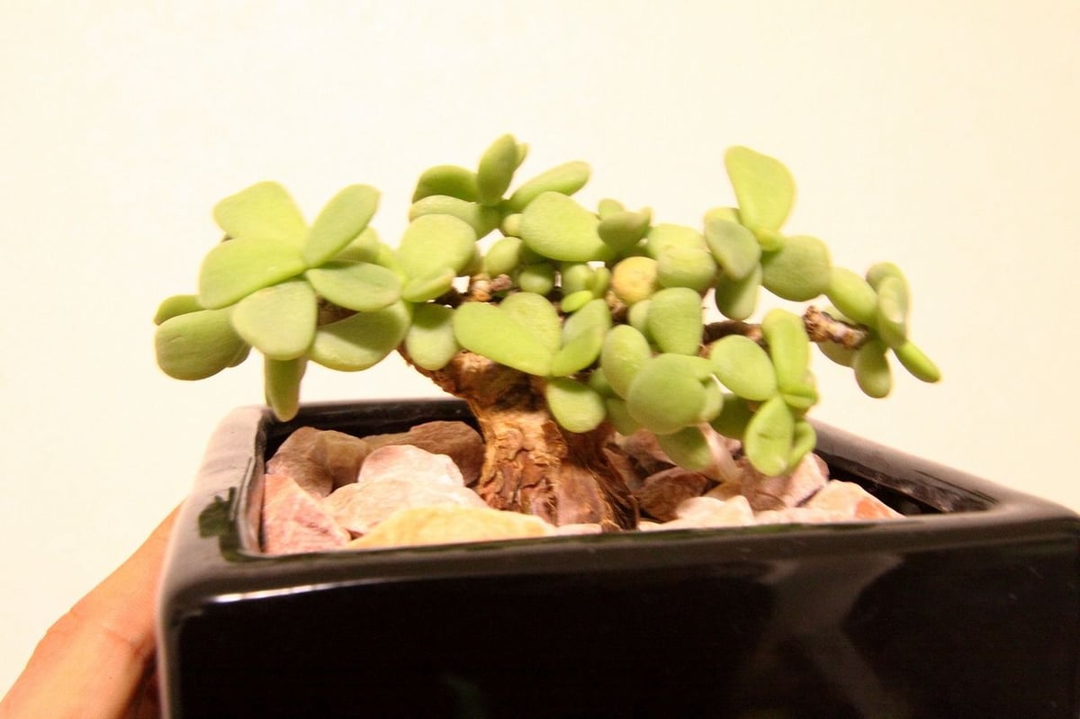 ケラリア ピグマエア ceraria pygmaea | mana's farm:塊根植物・ア