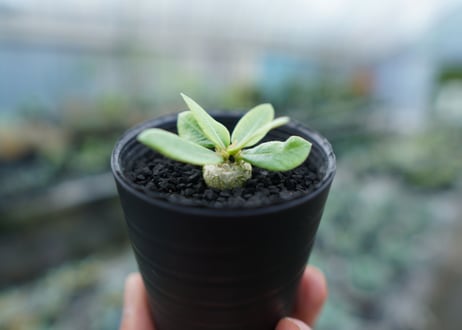 パキポディウム　恵比寿笑い　Pachypodium brevicaule　No.8