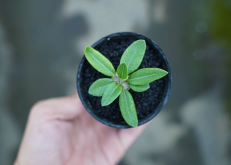 パキポディウム　恵比寿笑い　Pachypodium brevicaule　No.3