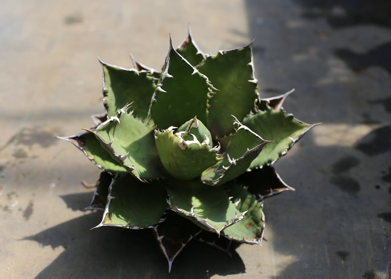 野火　アガベ　チタノタ　オテロイ アガベ・チタノタ フェリペ オテロイ （旧 FO-076）｜Agave