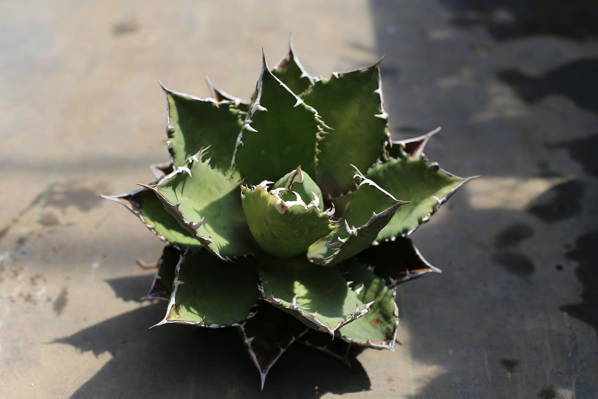 アガベ 蝦蟇 発根済み チタノタ オテロイ Agave titanota mediopicta