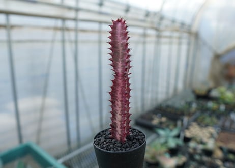 ユーフォルビア　紅彩雲閣　Euphorbia trigona f. rubra