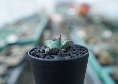 アガベ　チタノタ　 ブラックアンドブルー 　Agave titanota black and blue　No.1