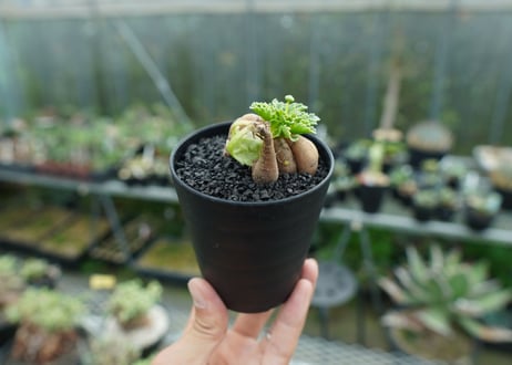 オトンナ　チュベローサ　Othonna tuberosa No.1