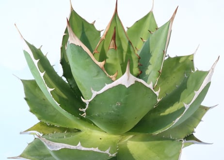 Agave titanota FO-76