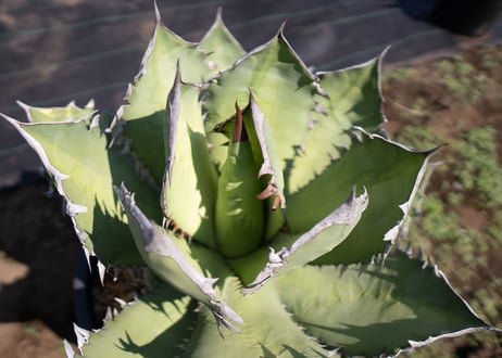 Agave Fo-76 特選特大株のカキコ株