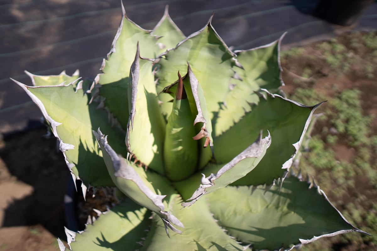 Agave Fo-76 特選特大株のカキコ株 | mana's green:塊根植物販売 Agave Fo-76 特選特大株のカキコ株 | mana's green:塊根植物販売