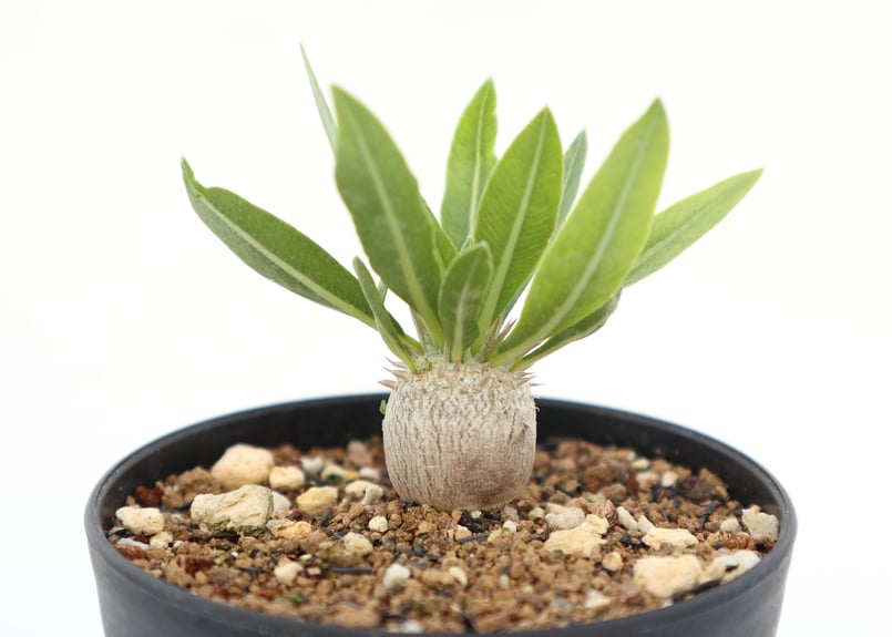 パキポディウム デンシカウレ 恵比寿大黒 実生 | mana's farm:塊根植物