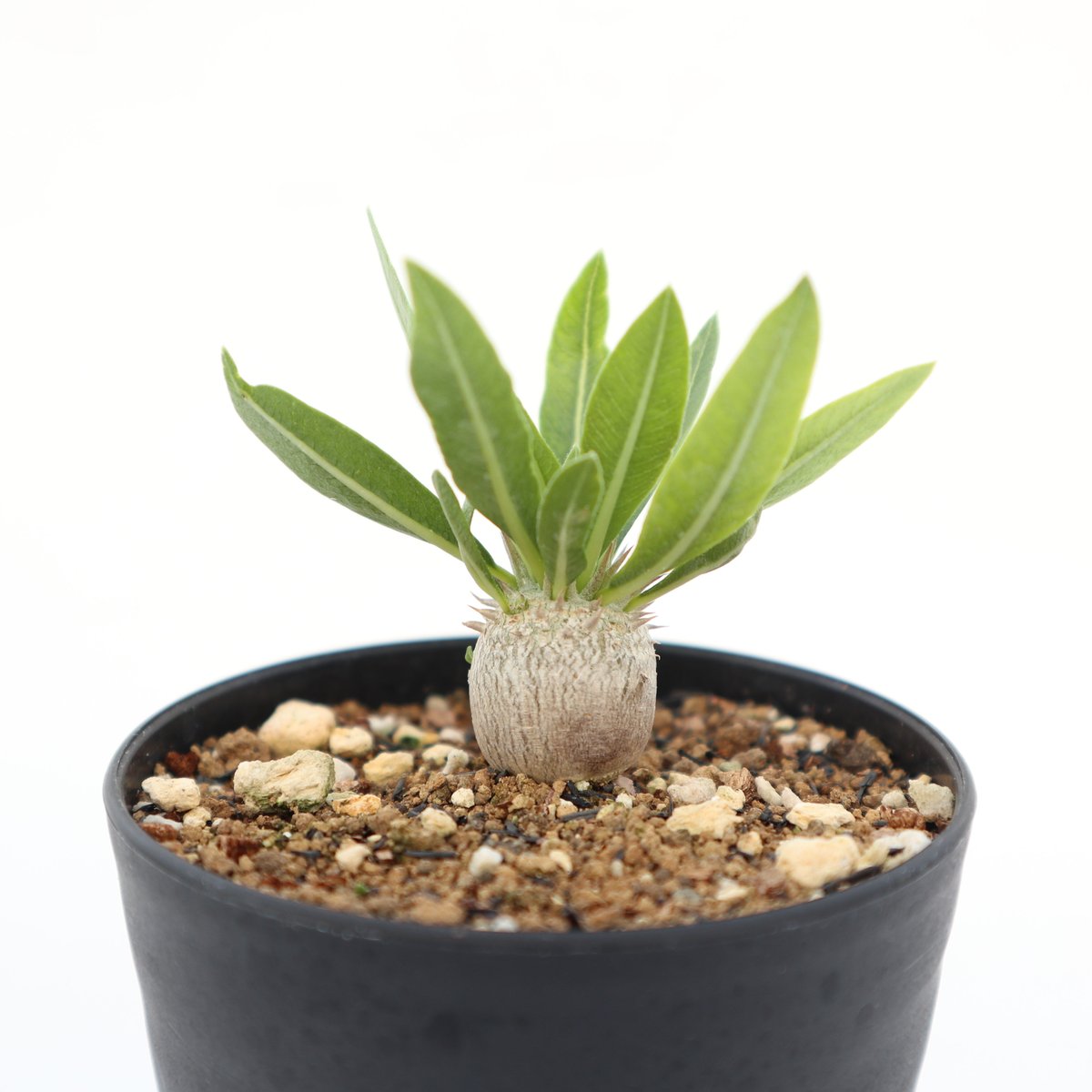 パキポディウム デンシカウレ 恵比寿大黒 実生 | mana's farm