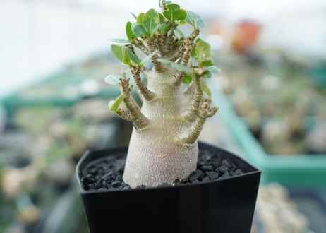 アデニウム　Adenium　No.1