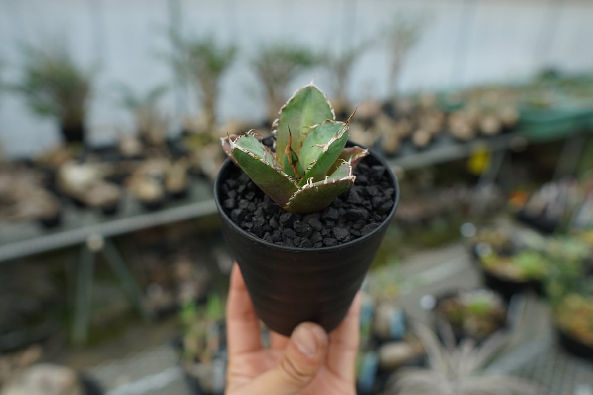 アガベ チタノタ 鬼爪雪峰 Agave titanota “Onitsume Yukimin