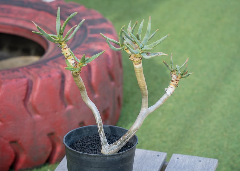 アロエ ラモシシマ | mana's farm:塊根植物・アガベ・ドライガーデン