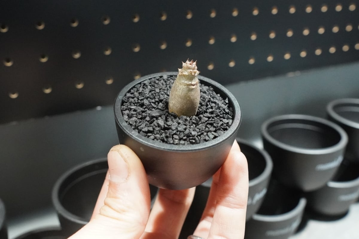 パキポディウム ウィンゾリー 沖縄実生株 No.2 | mana's farm:塊根植物