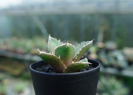 アガベ　チタノタ　鬼爪雪峰  Agave titanota “Onitsume Yukimine” 子株　No.1
