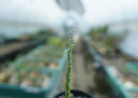 アデニア　グラウカ　Adenia Glauca　No.1
