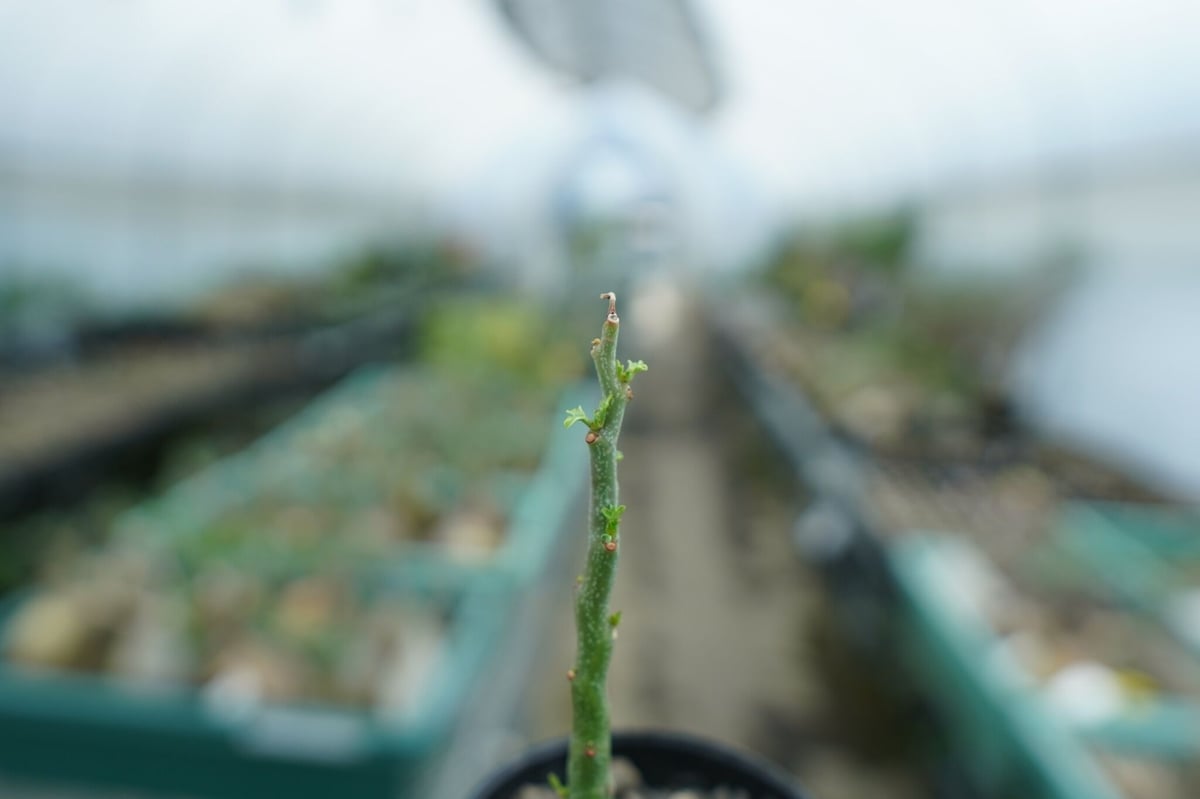 アデニア グラウカ Adenia Glauca No.1 | mana's farm:塊根植物