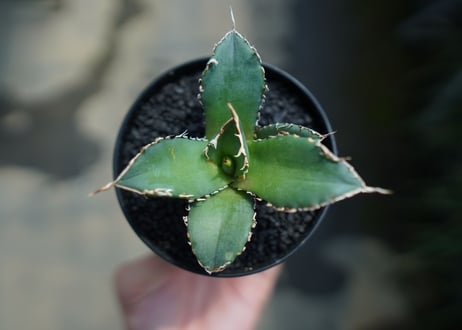 アガベ　チタノタ　FO-76　agave titanota  FO-76　No.3