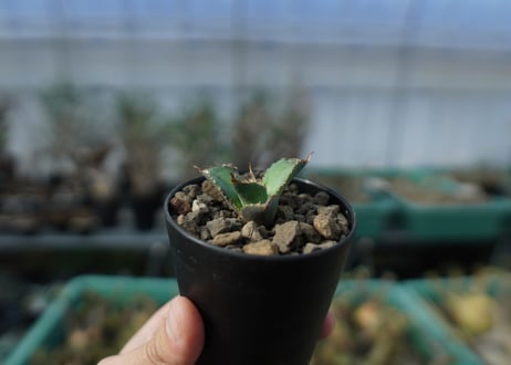 カキコアガベ　チタノタ　FO-76　agave titanota  FO-76　子株　A12