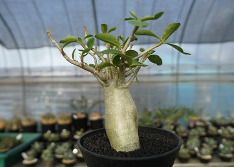 アデニウム　Adenium　No.7