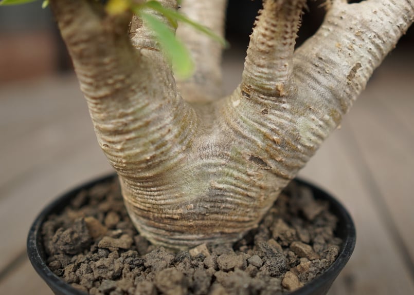 パキポディウム マカイエンセ Pachypodium makayense | mana's f