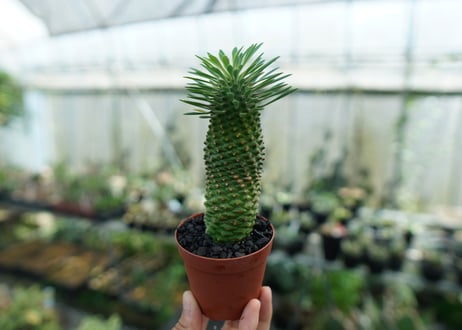 ユーフォルビア　ソテツキリン "パイナップルコーン"　Euphorbia sotetsukirin  No.2