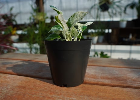 マングーカズラ　ピナツムマーブル　Epipremnum Pinnatum 'Marble'