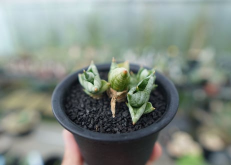 サンセベリア ボンセレンシス スーパードワーフ　 Sansevieria Boncellensis superdwarf