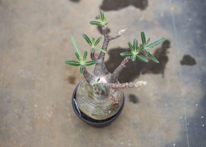 パキポディウム グラキリス | mana's farm:塊根植物・アガベ・ドライ