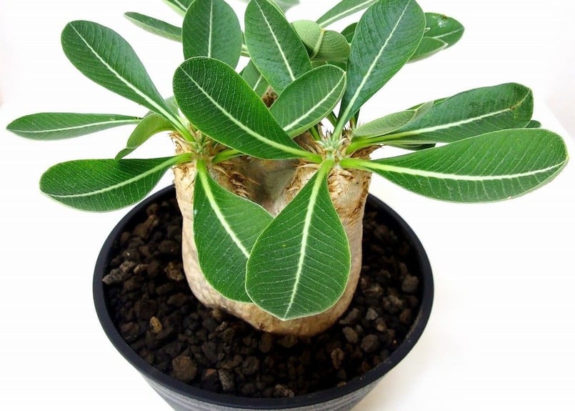 Pachypodium eburneum パキポディウム エブレネウム №1 | mana'