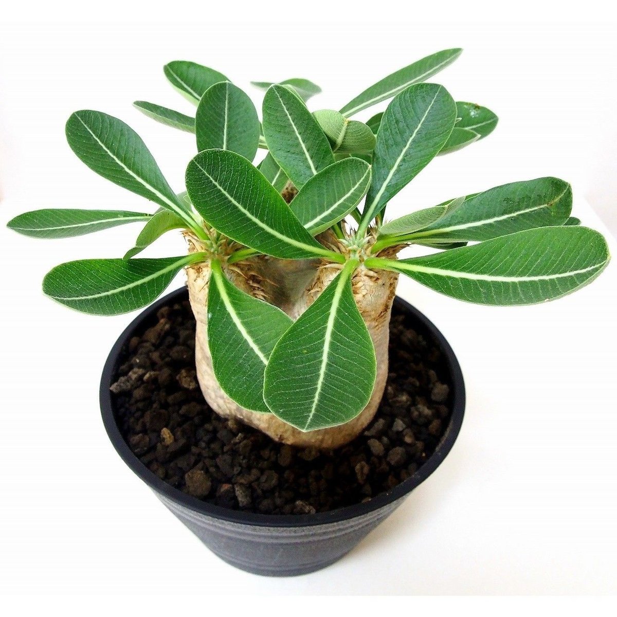 Pachypodium eburneum パキポディウム エブレネウム №1 | mana'