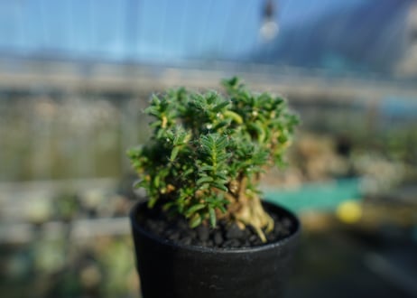 トリコディアデマ ステラツム　Trichodiadema stellatum  No.2