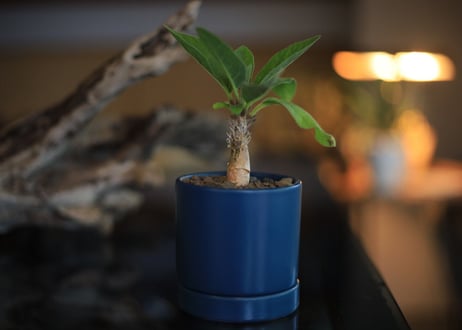 セサモタムナス リヴァエ　Sesamothamnus rivae