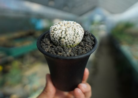 アストロフィツム　スーパー兜 Astrophytum asterias 'Super Kabuto'
