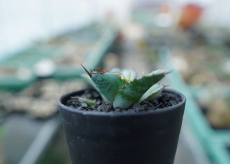 アガベ　チタノタ　 ブラックアンドブルー 　Agave titanota black and blue　No.10