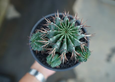 ユーフォルビア　ホリダ　Euphorbia horrida　No.2