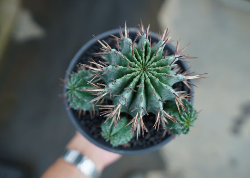 ユーフォルビア ホリダ Euphorbia horrida No.2 | mana's far