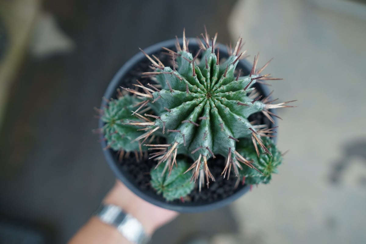 ユーフォルビア ホリダ Euphorbia horrida No.2 | mana's far