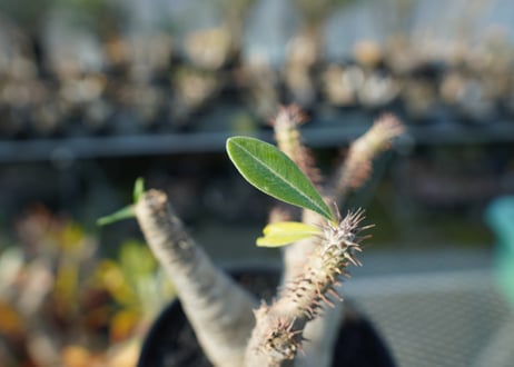 パキポディウム マカイエンセ　Pachypodium makayense　No.4
