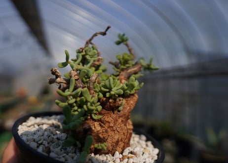 ケラリア ピグマエア Ceraria pygmaea  No.2