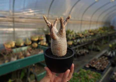 パキポディウム　グラキリス　 Pachypodium Gracilius  No.8