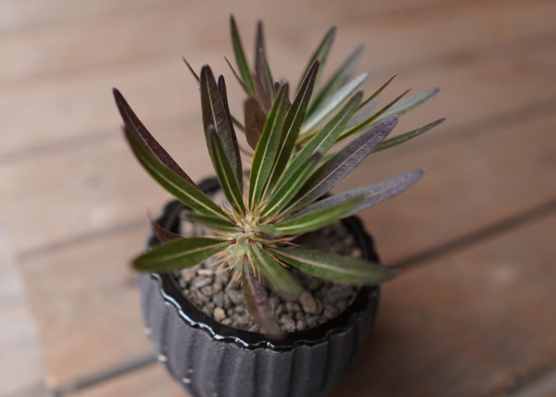 パキポディウム・ロスラーツム ドラケイ 2頭 Pachypodium rosulatum va