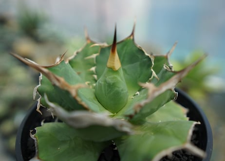 アガベ　チタノタ　獅子光　agave titanota  lion light