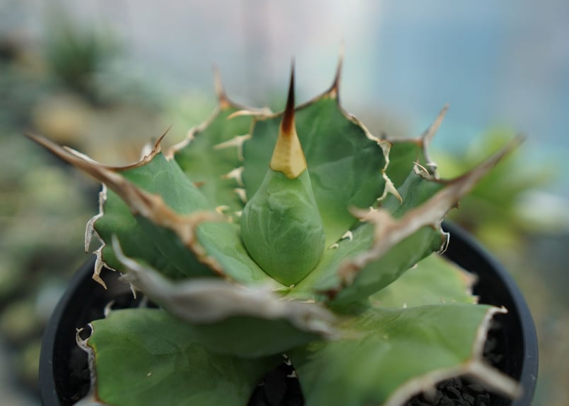 アガベ チタノタ 獅子光 agave titanota lion light | mana'